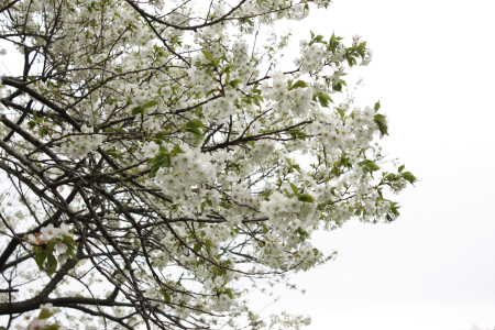 桜