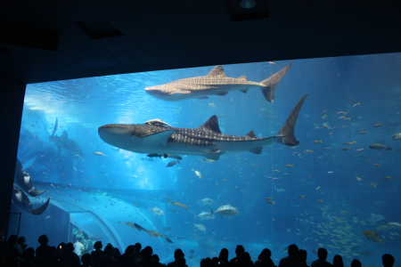 美ら海水族館