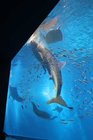 美ら海水族館