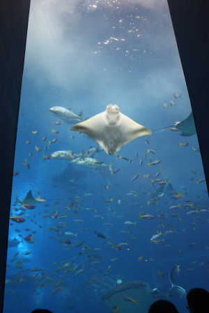 美ら海水族館