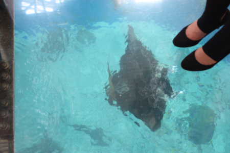 美ら海水族館