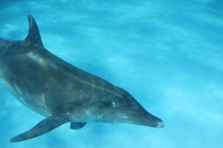美ら海水族館