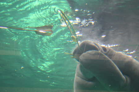 美ら海水族館
