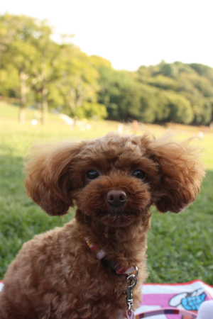 森林公園