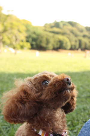 森林公園