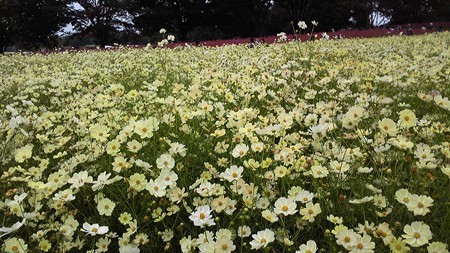コスモス@昭和記念公園