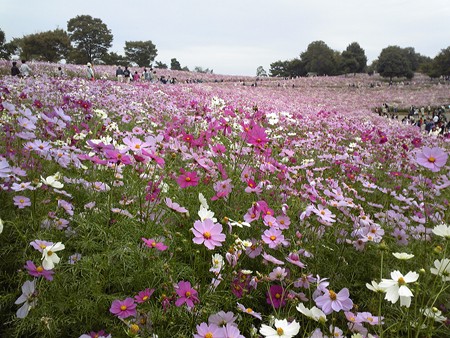 コスモス@昭和記念公園