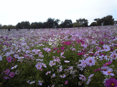 コスモス@昭和記念公園