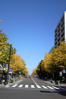 いちょう並木