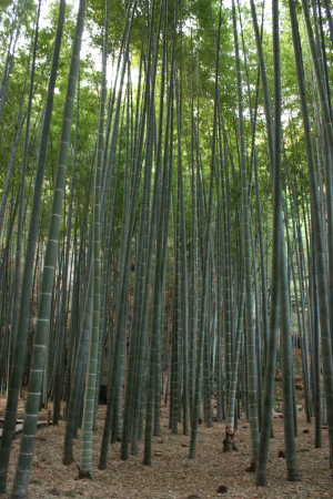 報国寺