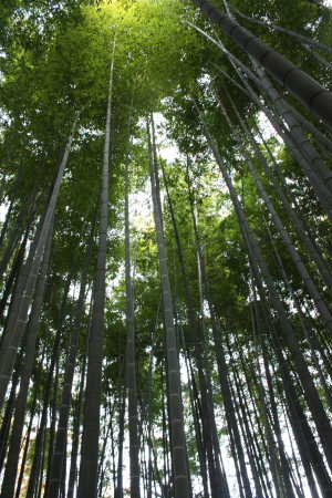 報国寺