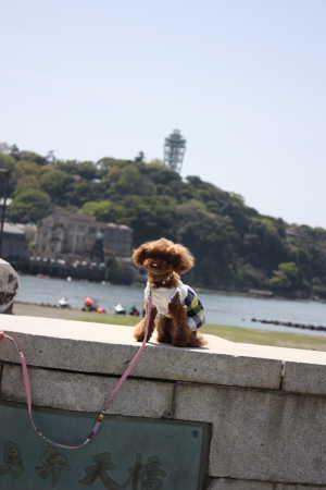 江ノ島♪