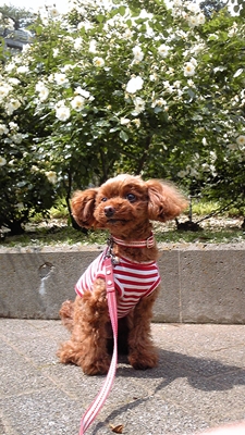 ここあ♪
