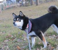 IMG_0009_20130125194732.jpg