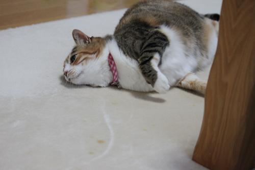 キャットニップ モコ6
