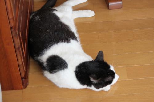 カイのシャンプー 3