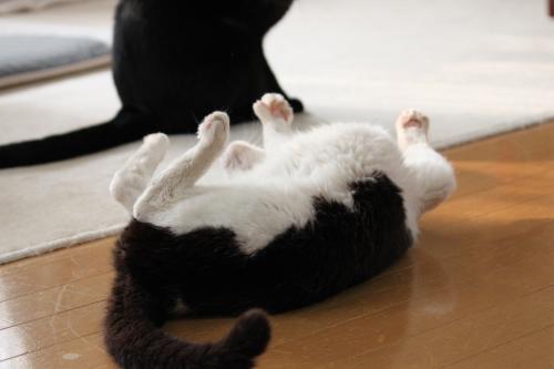 タマ 6