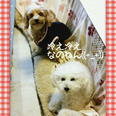 こたつ犬