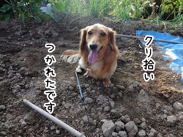 kinako1003.jpg