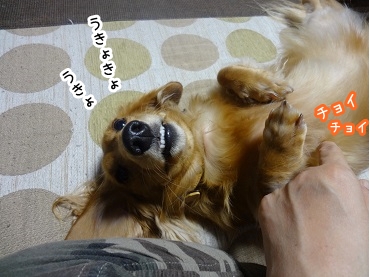 kinako1035.jpg