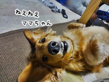 kinako1036.jpg