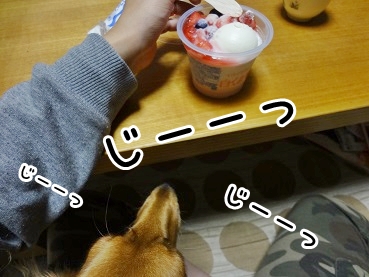 kinako1044.jpg