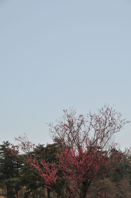 花_R