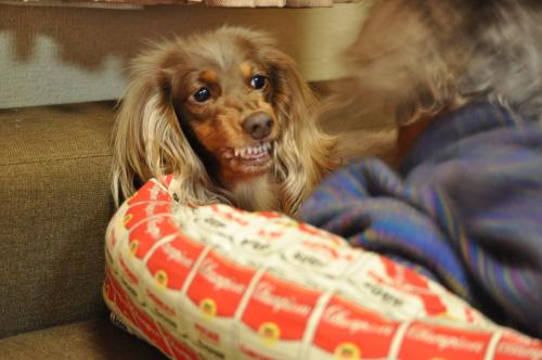 DSC_1029_convert_20120223191336.jpg