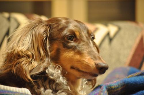 DSC_1682_convert_20120404191132.jpg