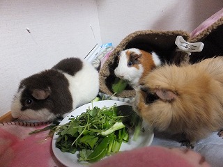 パーティ