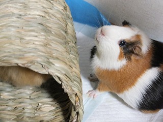 外から