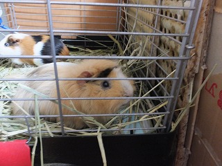 DSCF0430.jpg