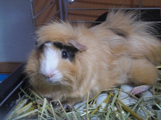 coco_20110916060657.jpg