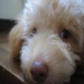 IMG_0754_convert_20111022125919.jpg