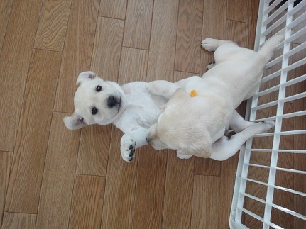 beirupuppy2