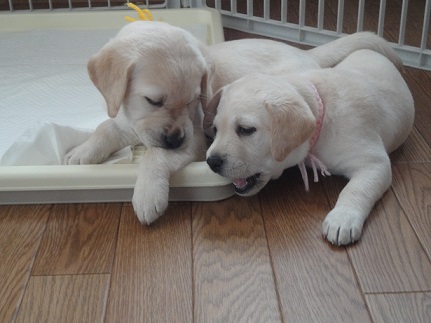 beirupuppy3