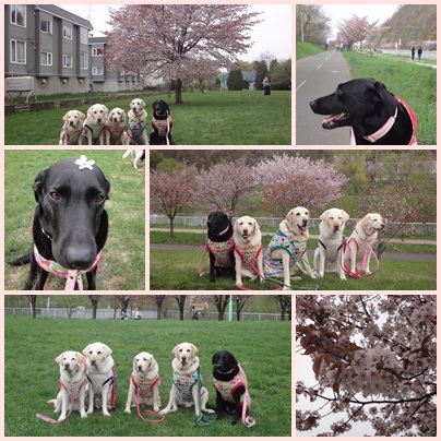 sakura2013-5