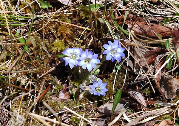 2-harurindou8.jpg
