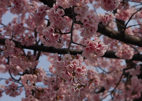ookanzakura.jpg