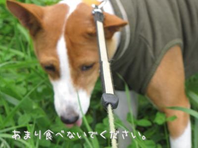 IMG_5812_convert_20110930221634.jpg