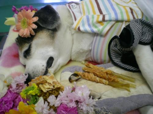 20110417_mon 193 (640x480)