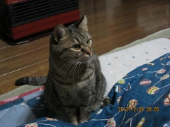 ネコ