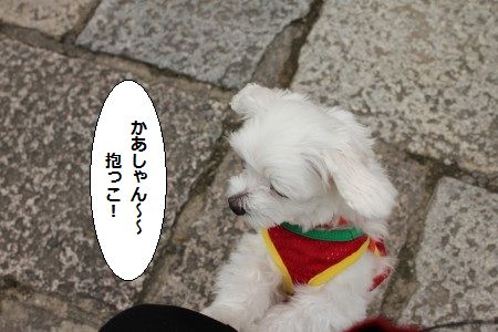 IMG_8233_1 かあしゃん 1