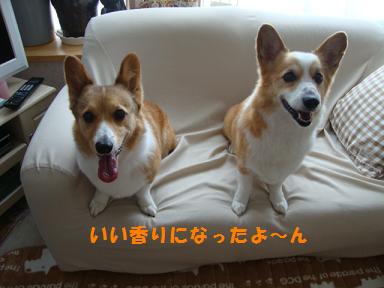 シャンプー後のコーギーズ