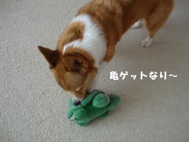 杏さんと亀