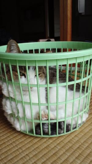 かごねこⅡ