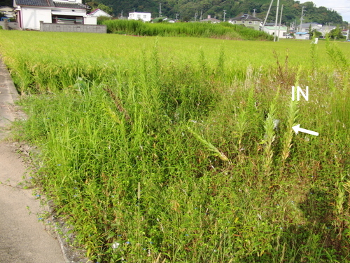 CIMG0130-1.jpg