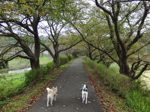 CIMG0569_20111022120254.jpg
