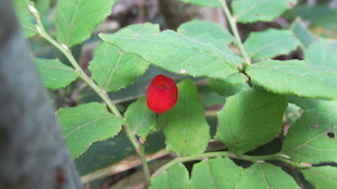 IMG_1409095333.jpg
