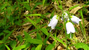 IMG_1409097105.jpg